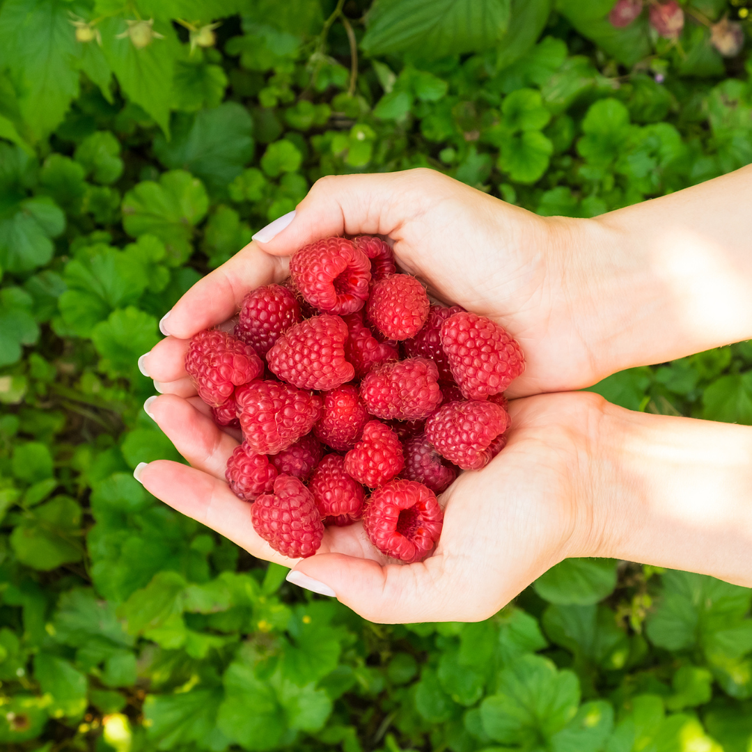 August’s Seasonal Produce Guide